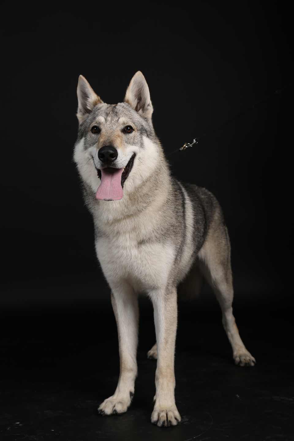 家有小狼出长成 - 捷克狼犬 - 猛犬俱乐部-中国具有影响力的猛犬网站