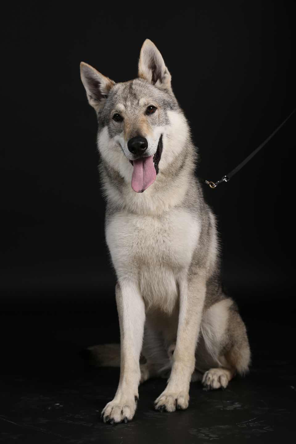 家有小狼出长成 - 捷克狼犬 - 猛犬俱乐部-中国具有影响力的猛犬网站