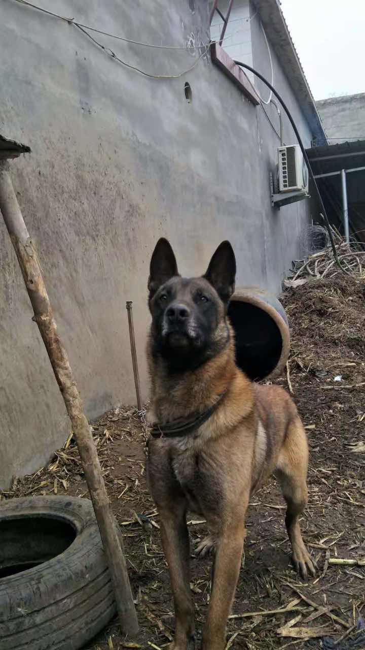 两岁马犬,看家护院一把好手,2000转让