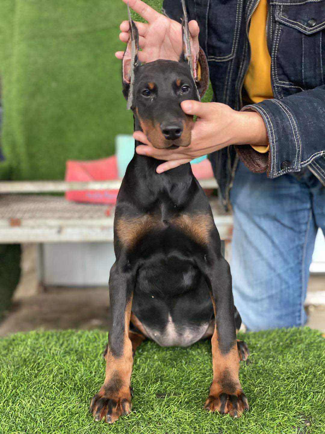 德系雙血統杜賓～帶出生紙和芯片 品質杜賓幼犬