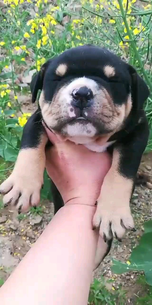 铁包金恶霸小母