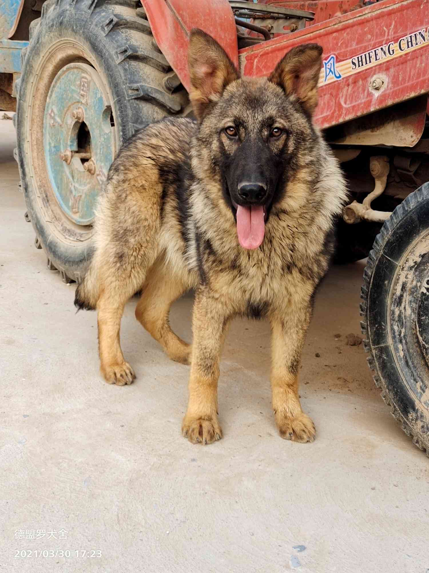 2300出售6个月东德公犬