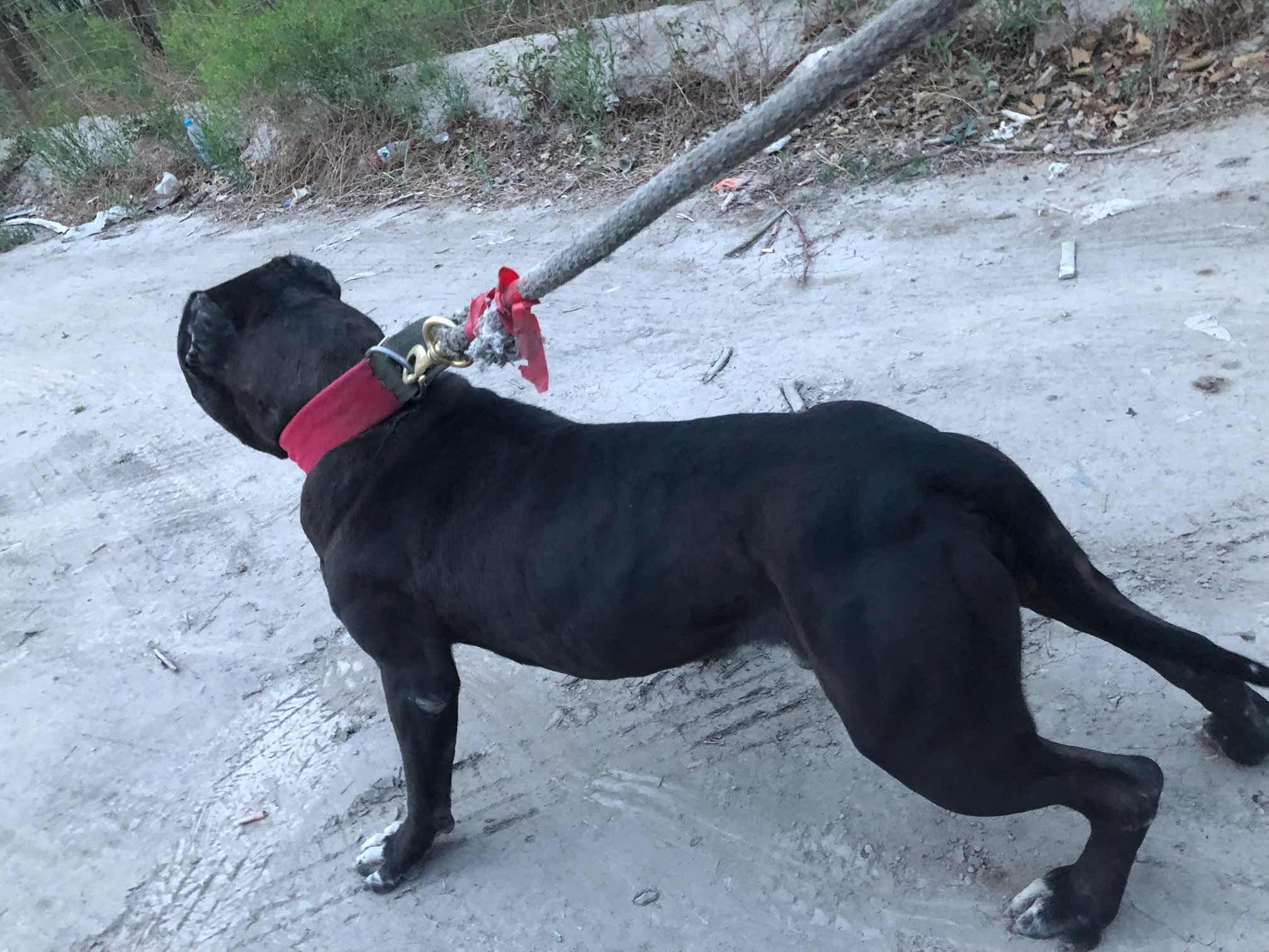 铁打出来的库魄儿打蛋请你慢慢欣赏新疆哈密狗 - 比特犬 - 猛犬俱乐部