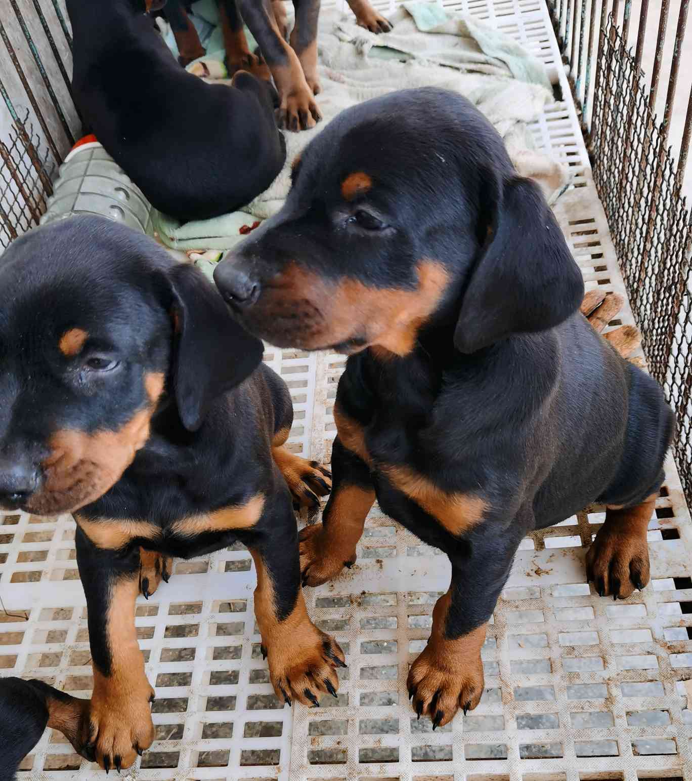 杜宾犬幼犬照片图片