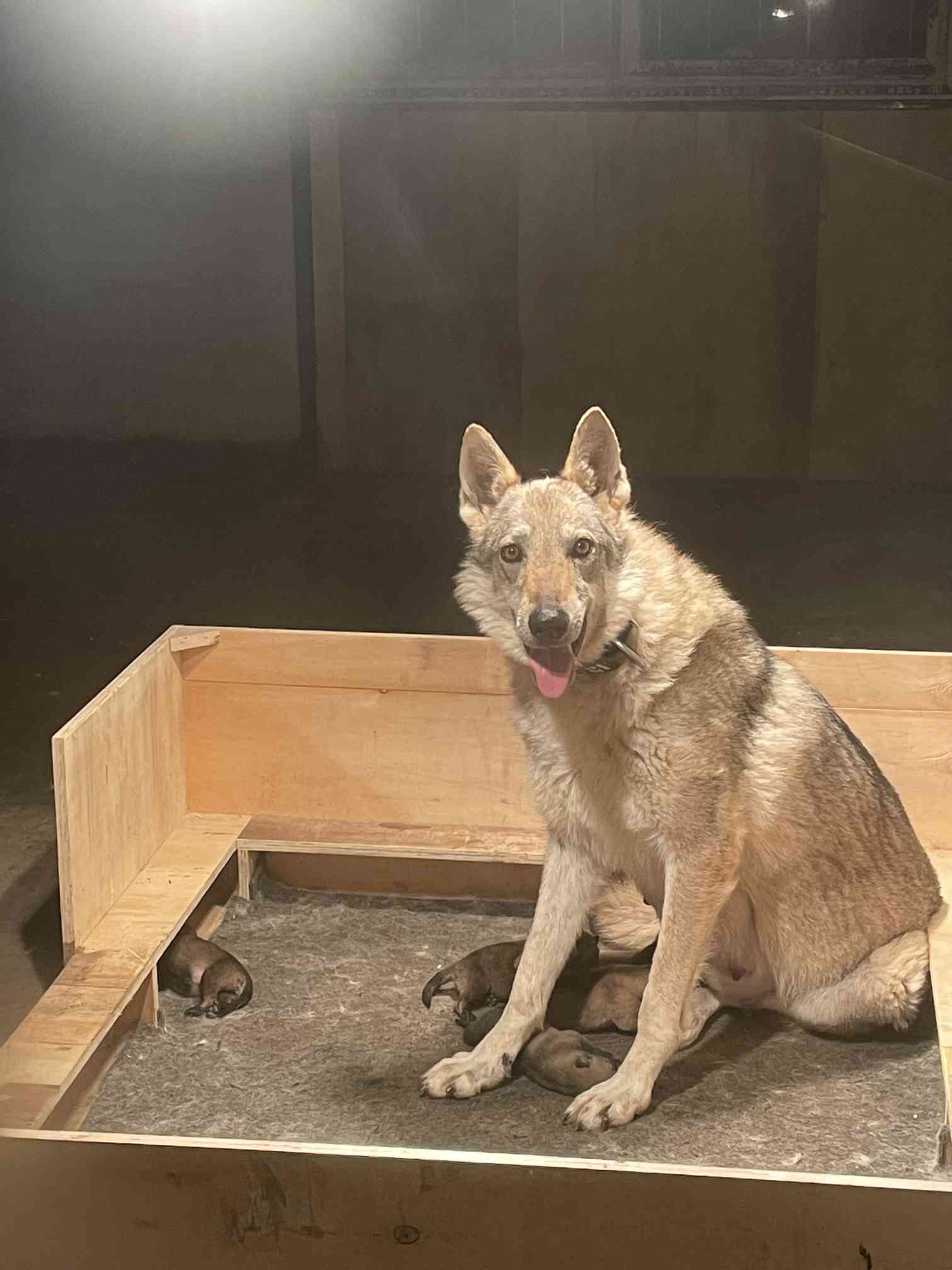 纯种捷克狼幼犬找新家 - 捷克狼犬交易 - 猛犬俱乐部-中国具有影响力