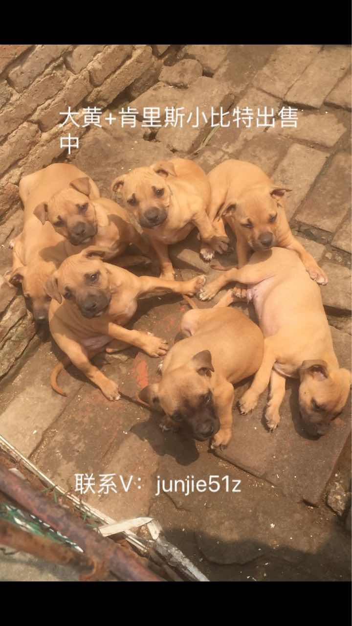 大黄肯里斯的小比特 可以出了 - 比特犬交易 - 猛犬俱乐部-中国具有