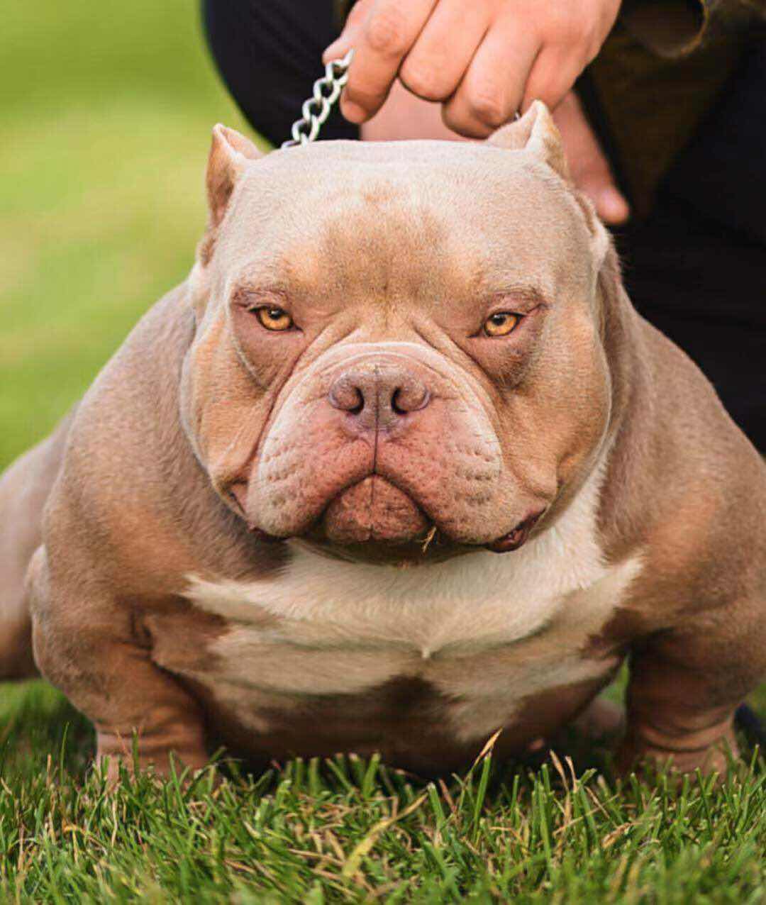 2个月丁香小公出