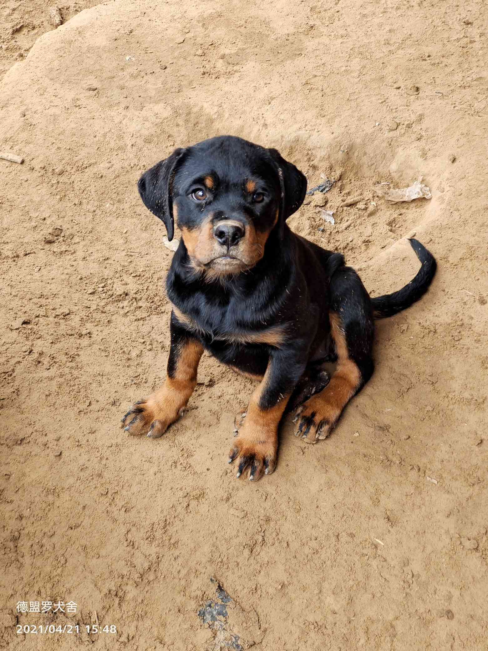 全网最低价格三个月母犬 - 罗威纳交易 - 猛犬俱乐部-中国具有影响力