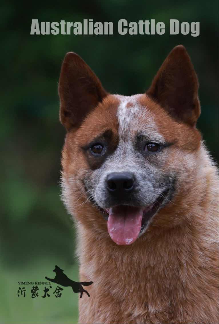 澳洲牧牛犬 australian cattle dog