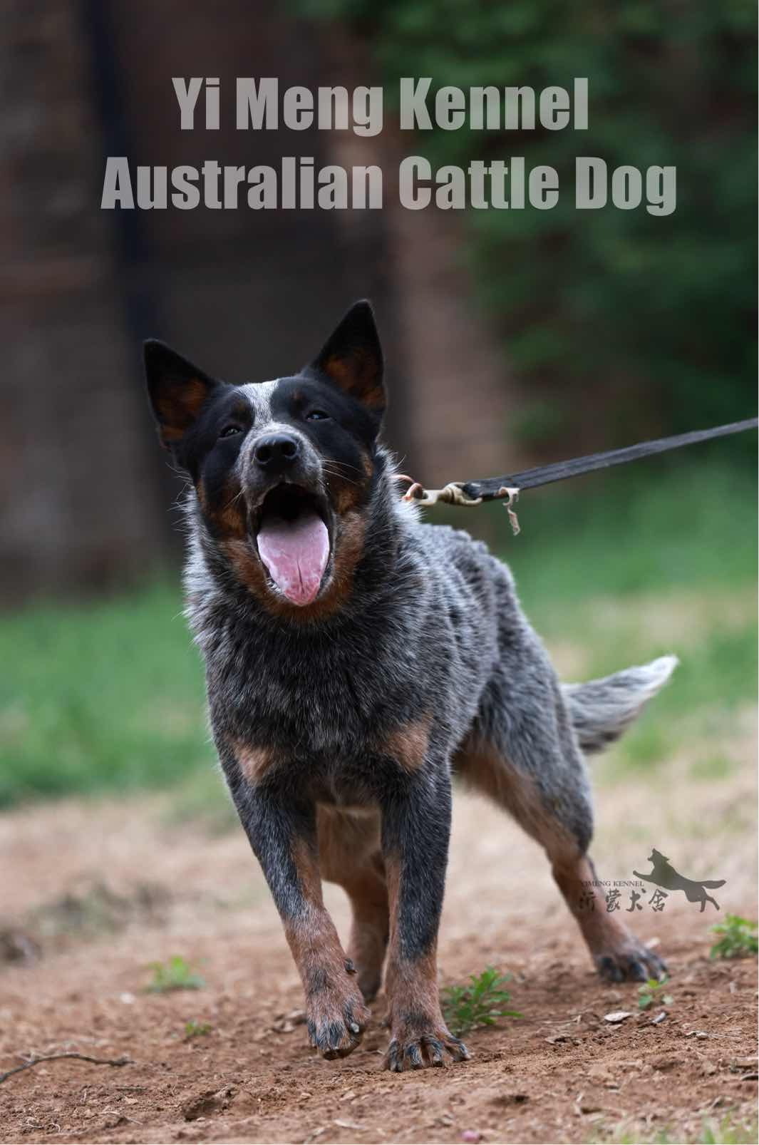 澳洲牧牛犬 australian cattle dog