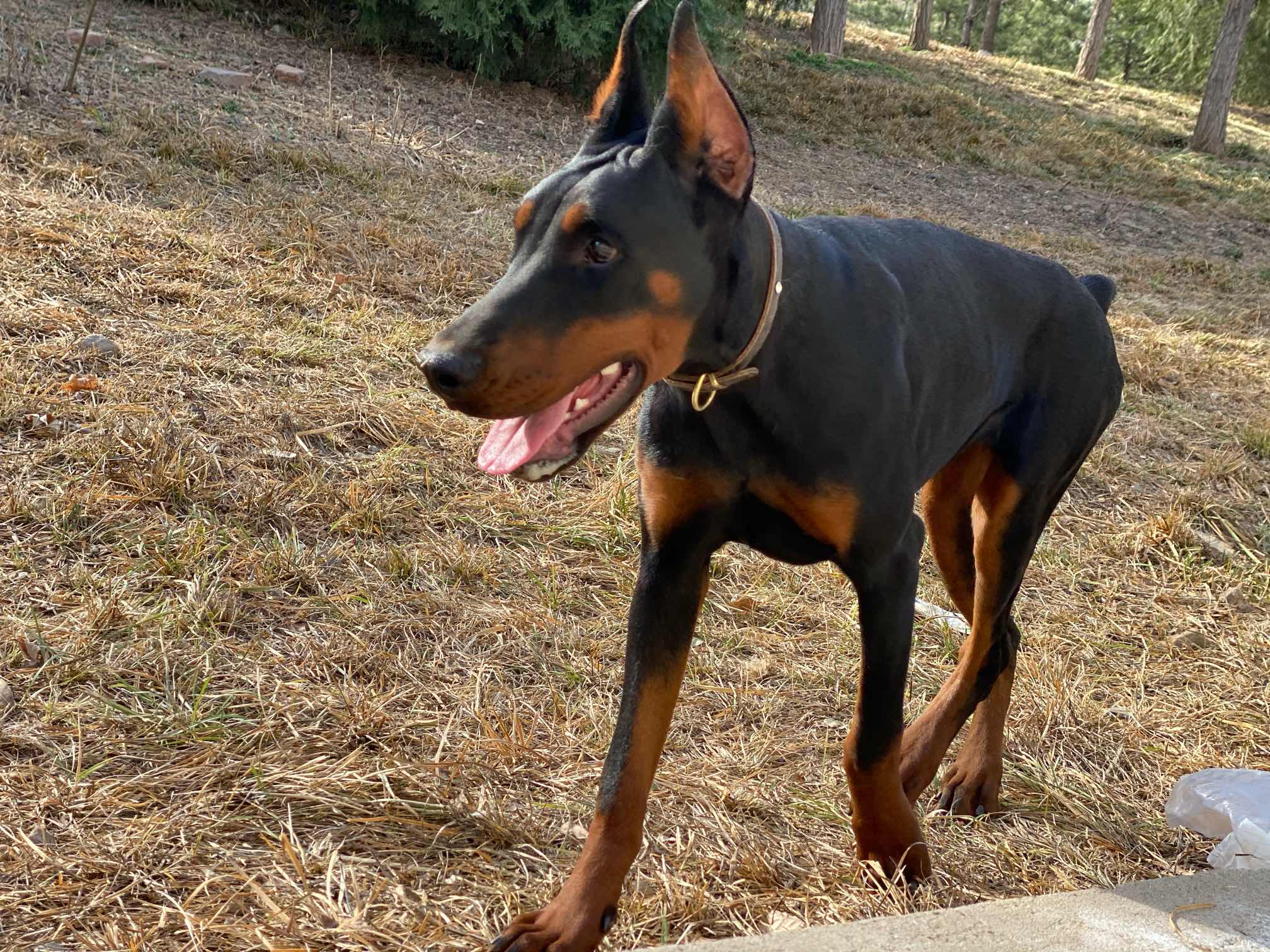 如何给德系半岁狗子增肌