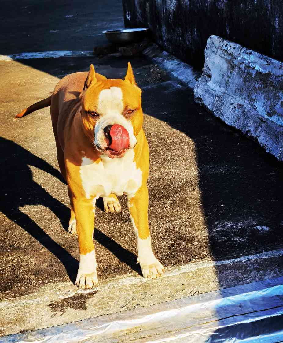 杰罗尼莫孙子搭配刺女儿