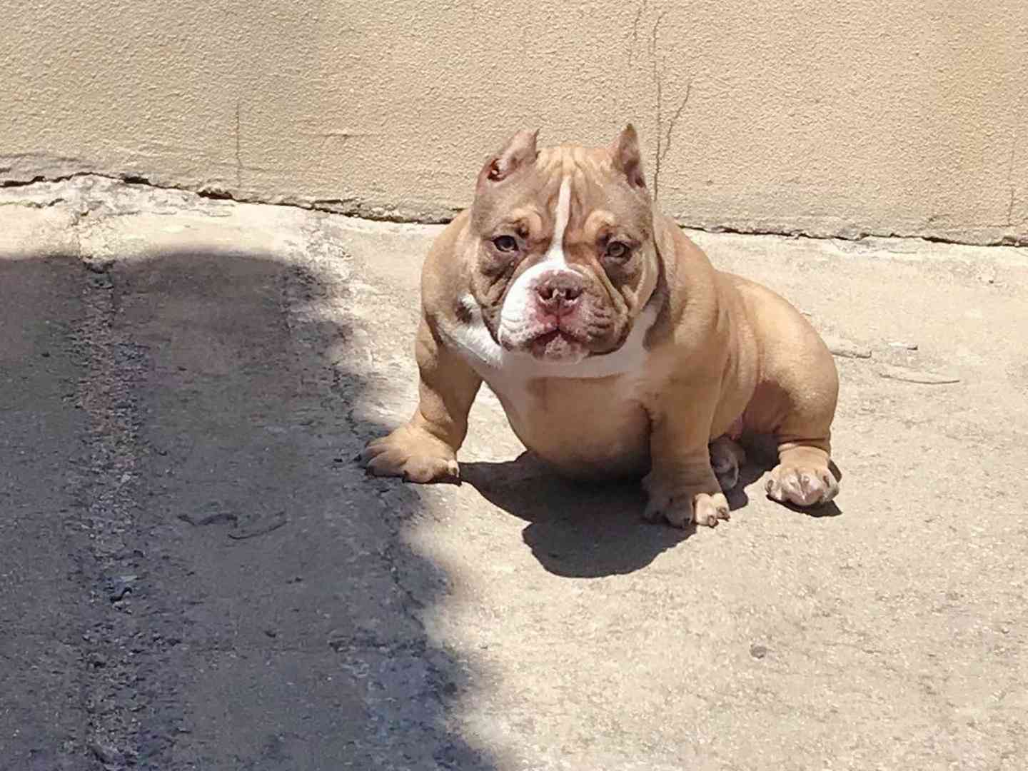 3个月极品香槟色的小母