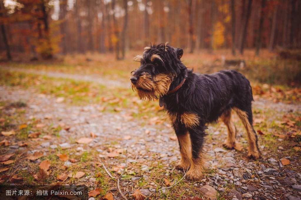 一歲半母獵梗,價格平民,工作限制沒發養了 - 綜合梗犬交易 - 猛犬