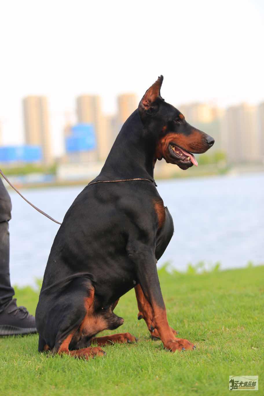 种公对外借配 - 杜宾犬交易 - 猛犬俱乐部-中国具有影响力的猛犬网站