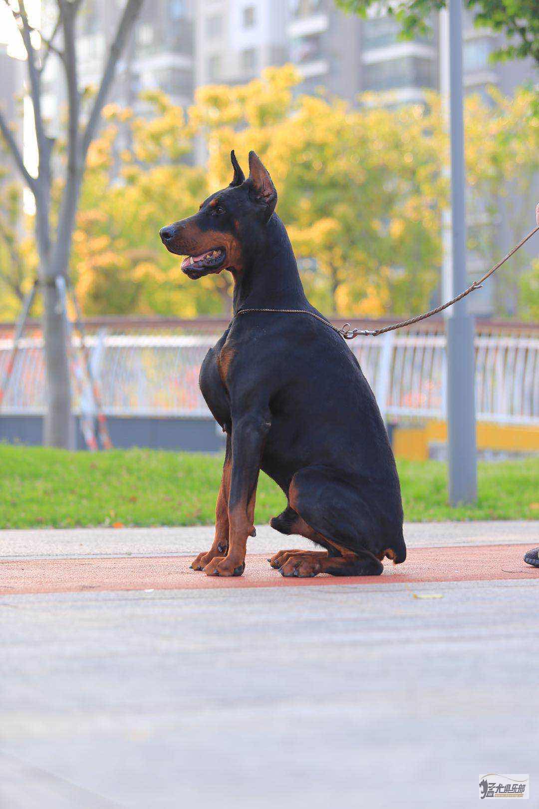 种公对外借配 - 杜宾犬交易 - 猛犬俱乐部-中国具有影响力的猛犬网站