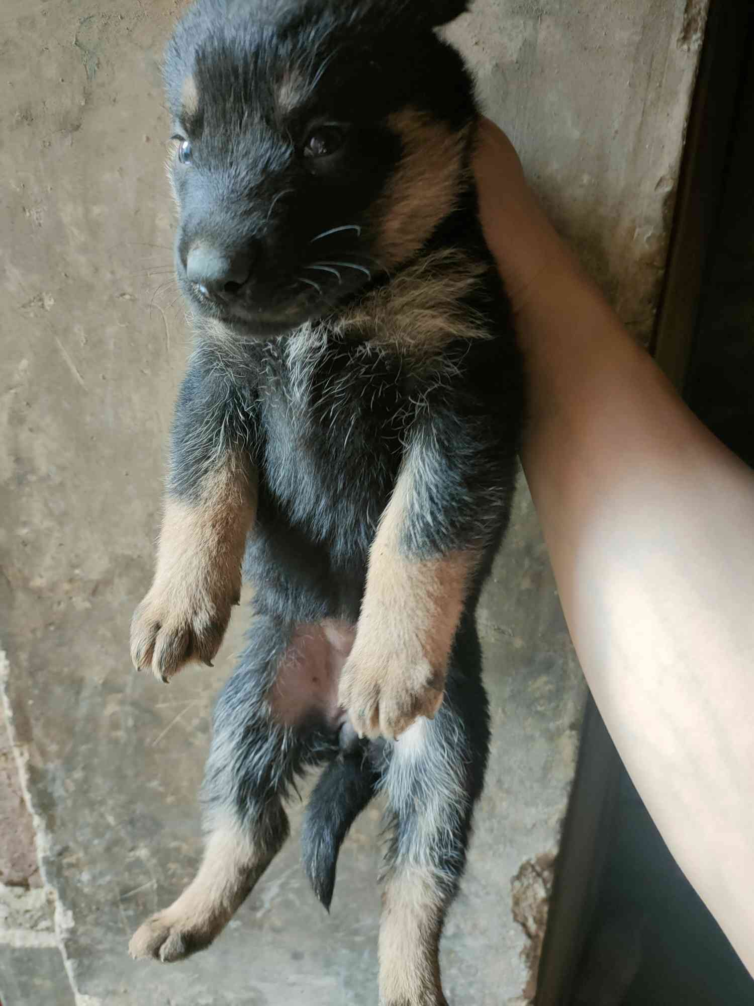 家养东德,黑色太极色,现在预定明码1000,支持中介担保