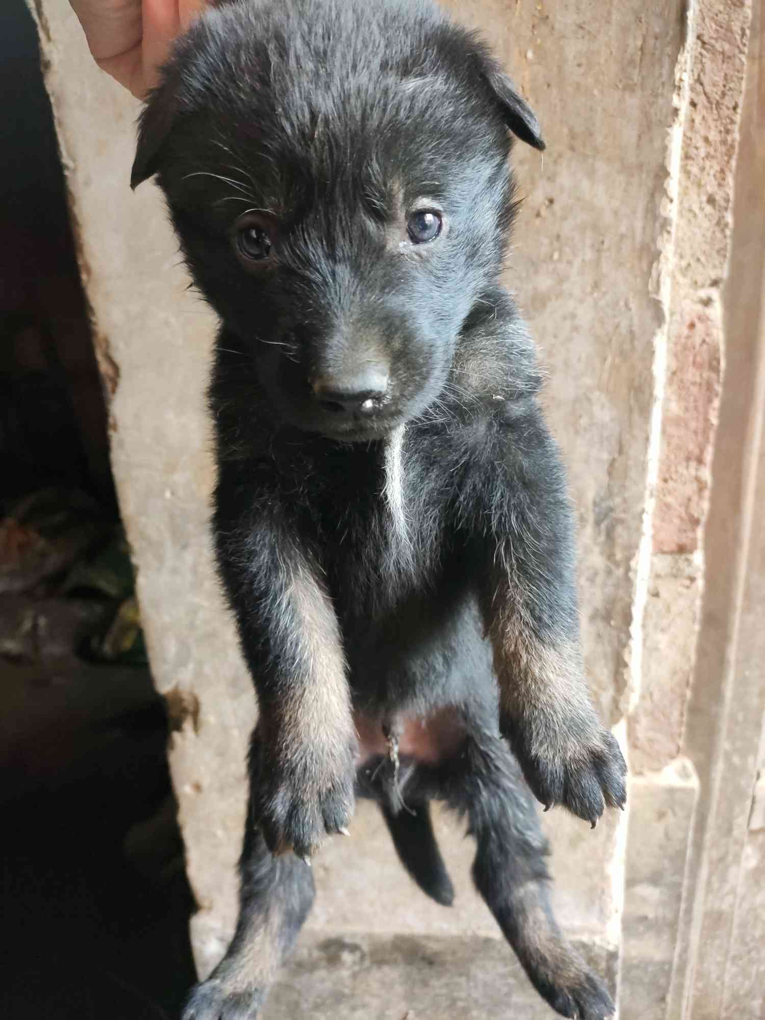 东德牧羊犬高位太极色图片