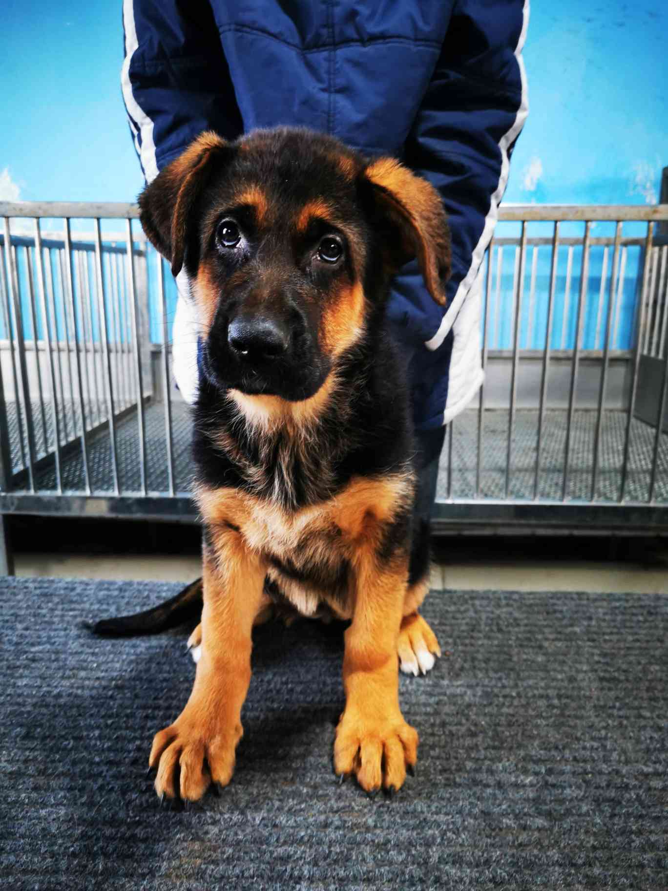 csv赛级德牧 - 综合工作犬交易 - 猛犬俱乐部-中国具有影响力的猛犬