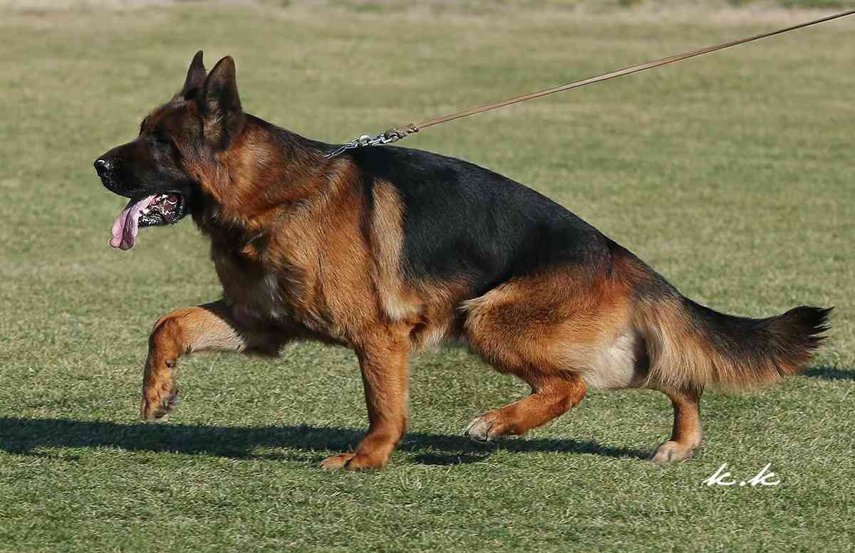 德牧va6阿瑞儿子