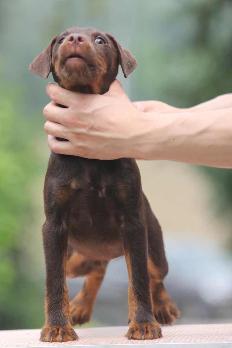 [猎梗] 短毛母 小刚毛公