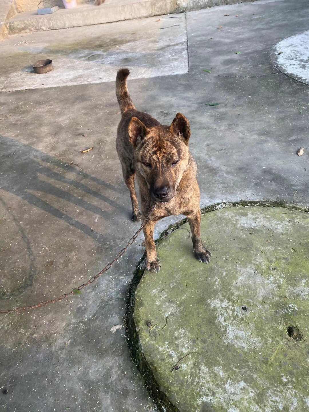 广西土猎 虎斑犬 综合猎犬交易 猛犬俱乐部 中国具有影响力的猛犬网站 Powered By Discuz