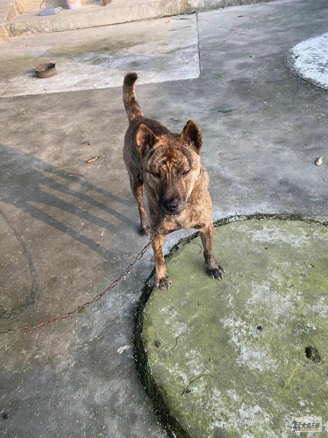 广西土猎 虎斑犬 综合猎犬交易 猛犬俱乐部 中国具有影响力的猛犬网站 Powered By Discuz 广西土猎 虎斑犬 综合猎犬交易 猛犬俱乐部 中国具有影响力的猛犬网站 Powered By Discuz