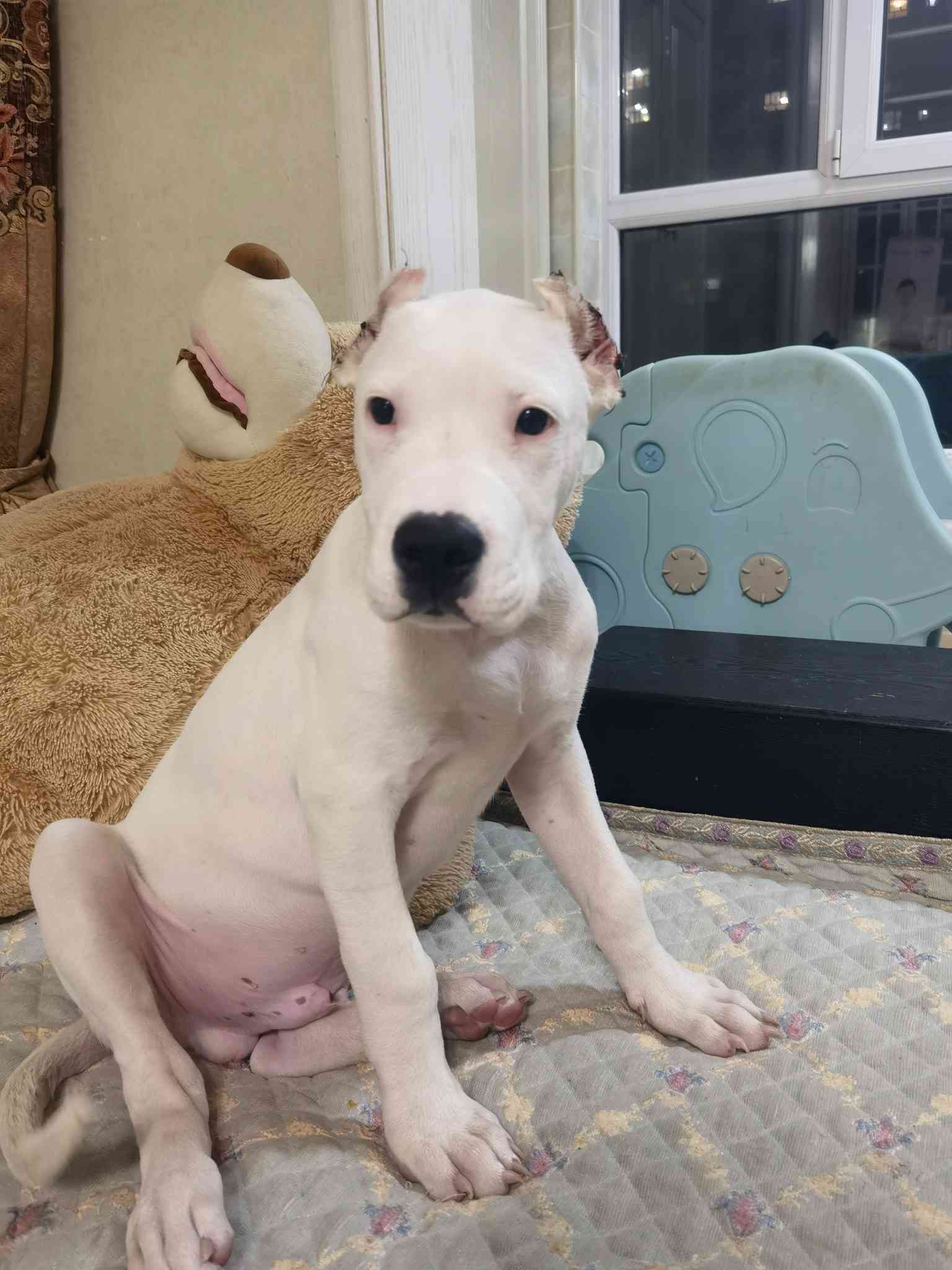 伯爵出生32天-100天 开始逐渐成熟 逐渐变得帅气