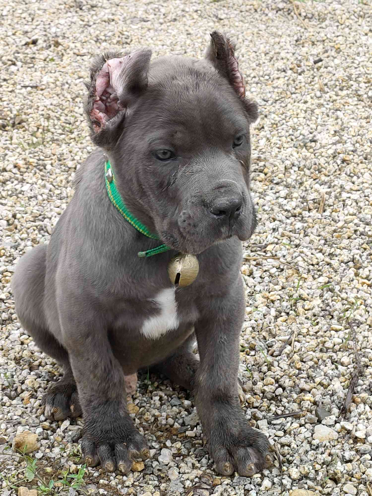 小狗成长 - 卡斯罗 - 猛犬俱乐部-中国具有影响力的猛犬网站