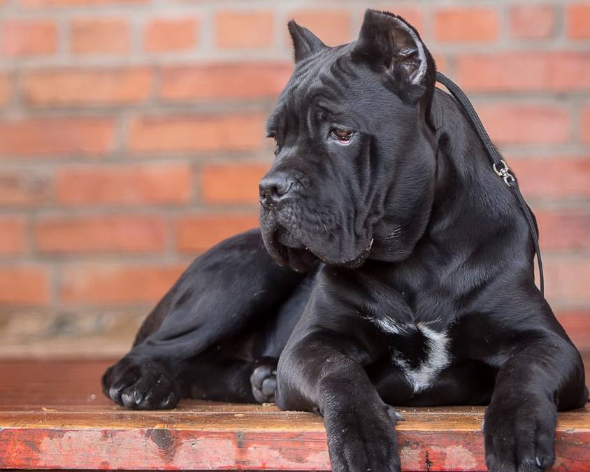 你们喜欢夸张的猪卡还是标准的卡