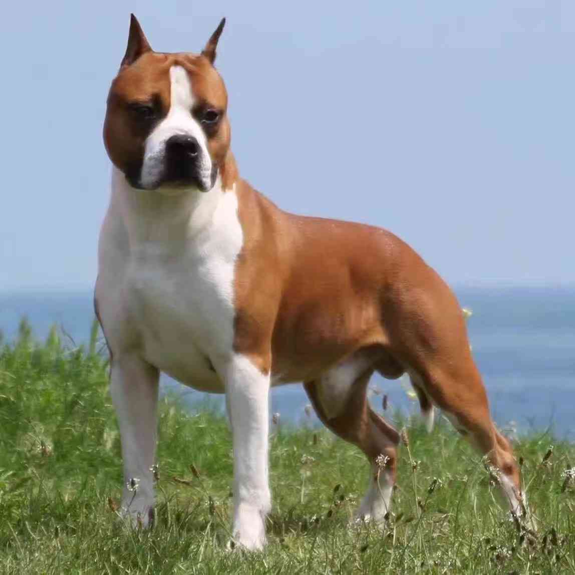 出售一代血(白头血系,杰瑞血系)美国斯塔福德郡梗犬幼犬.