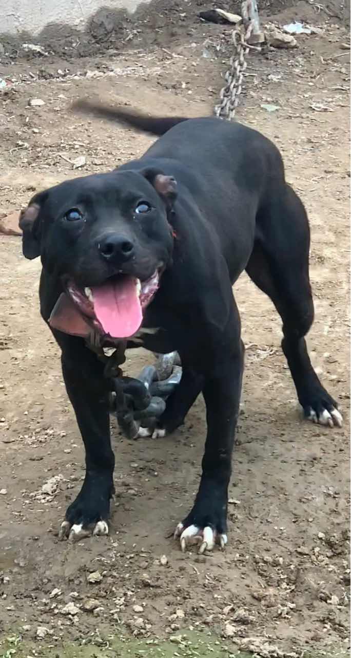 46斤黑母 - 比特犬 - 猛犬俱乐部-中国具有影响力的猛犬网站