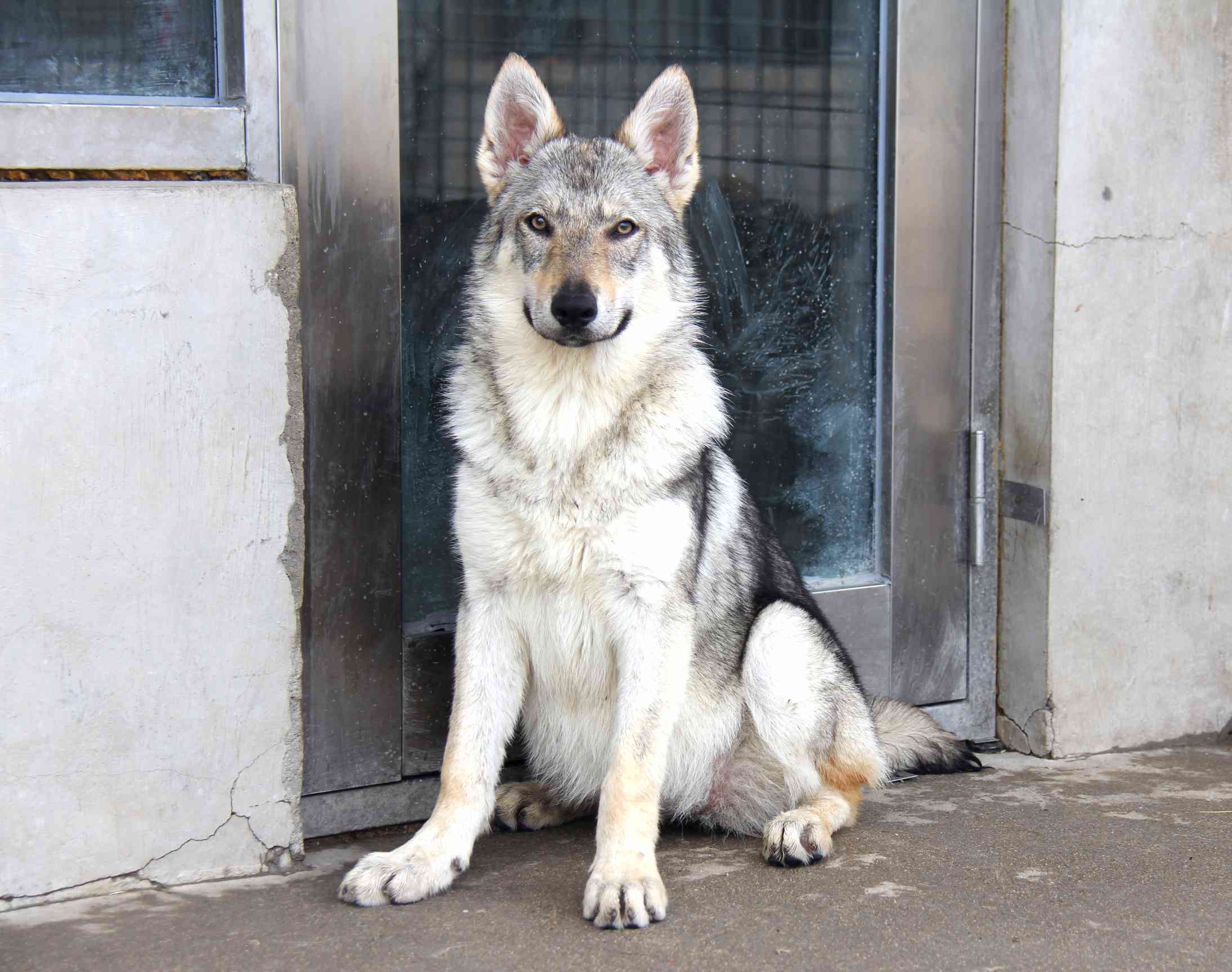 西安脚印犬舍杰克后代一公一母,五个月 - 捷克狼犬交易 - 猛犬俱乐部