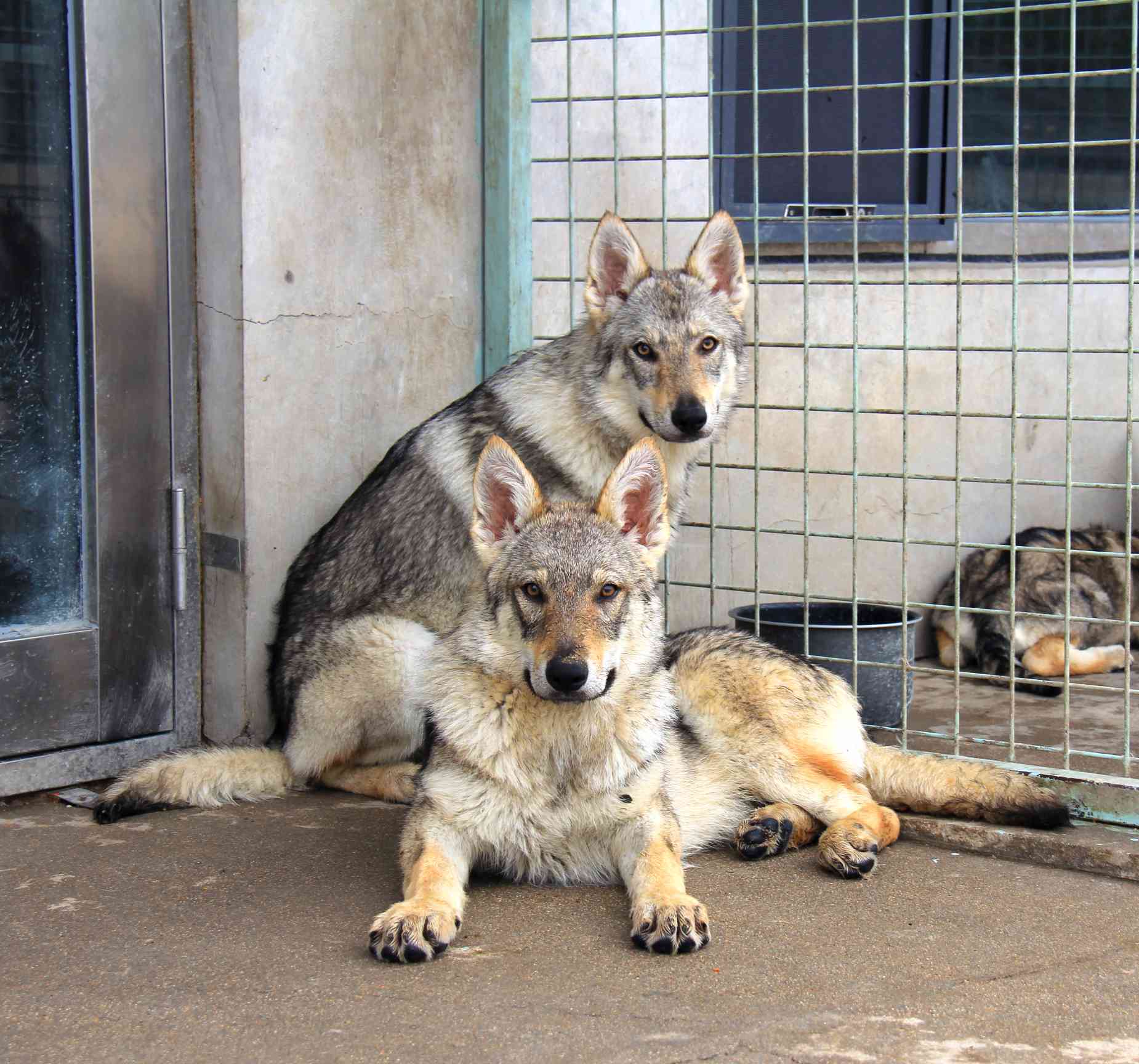 西安脚印犬舍杰克后代一公一母,五个月 捷克狼犬交易 猛犬俱乐部