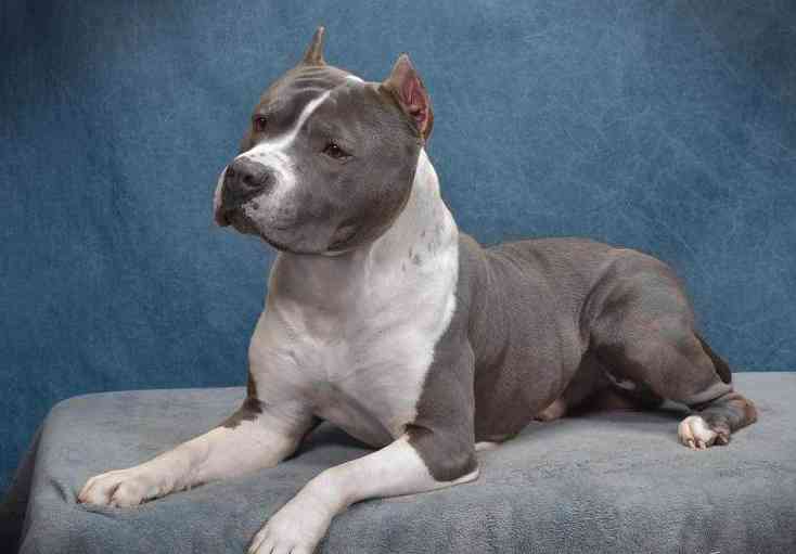 【美国恶霸】恶霸犬颜色遗传连载(四)之白色系