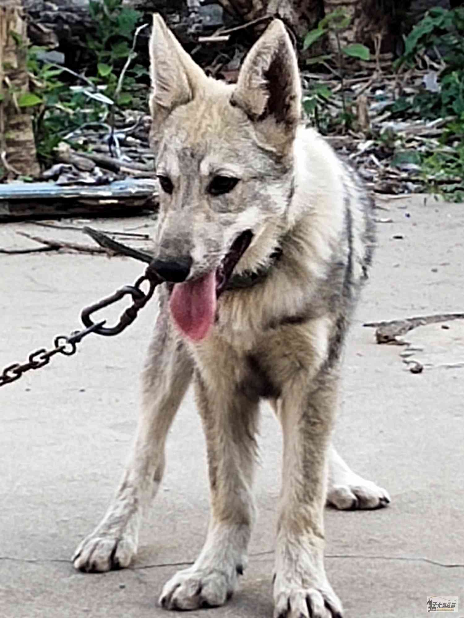 Czechoslovakian Wolfdog - A Real Wolf To Share Your Home?