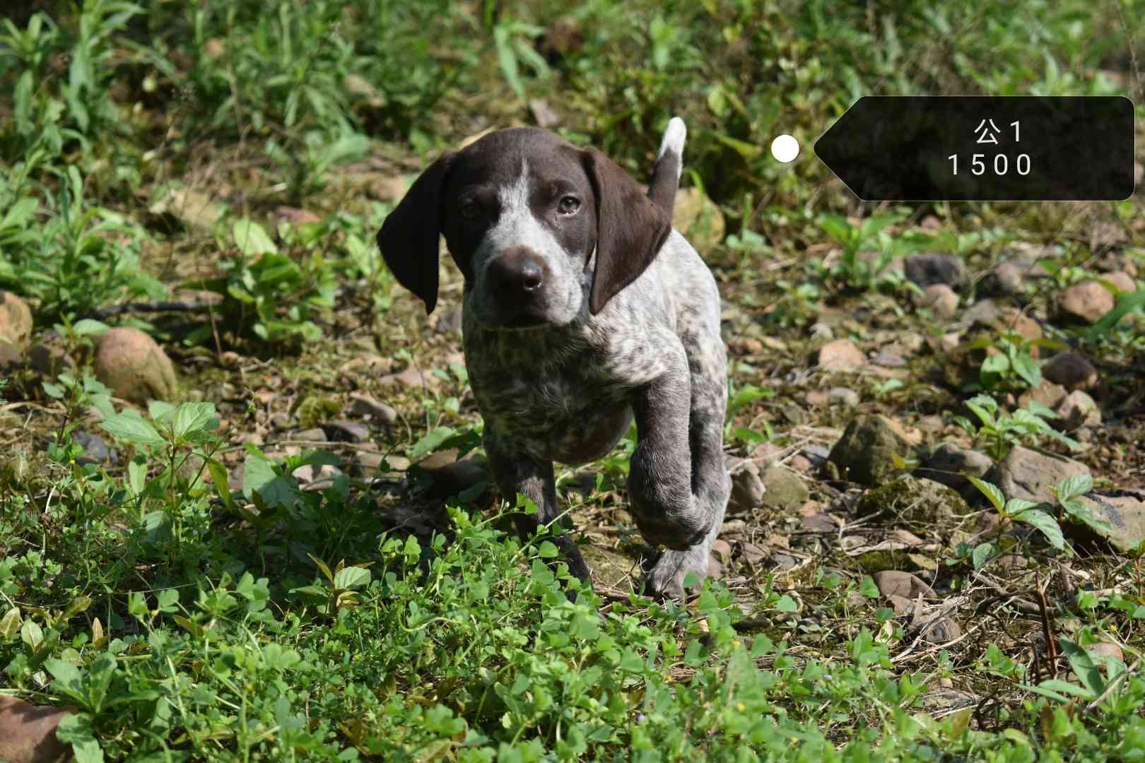 德國波音達短毛指示獵犬