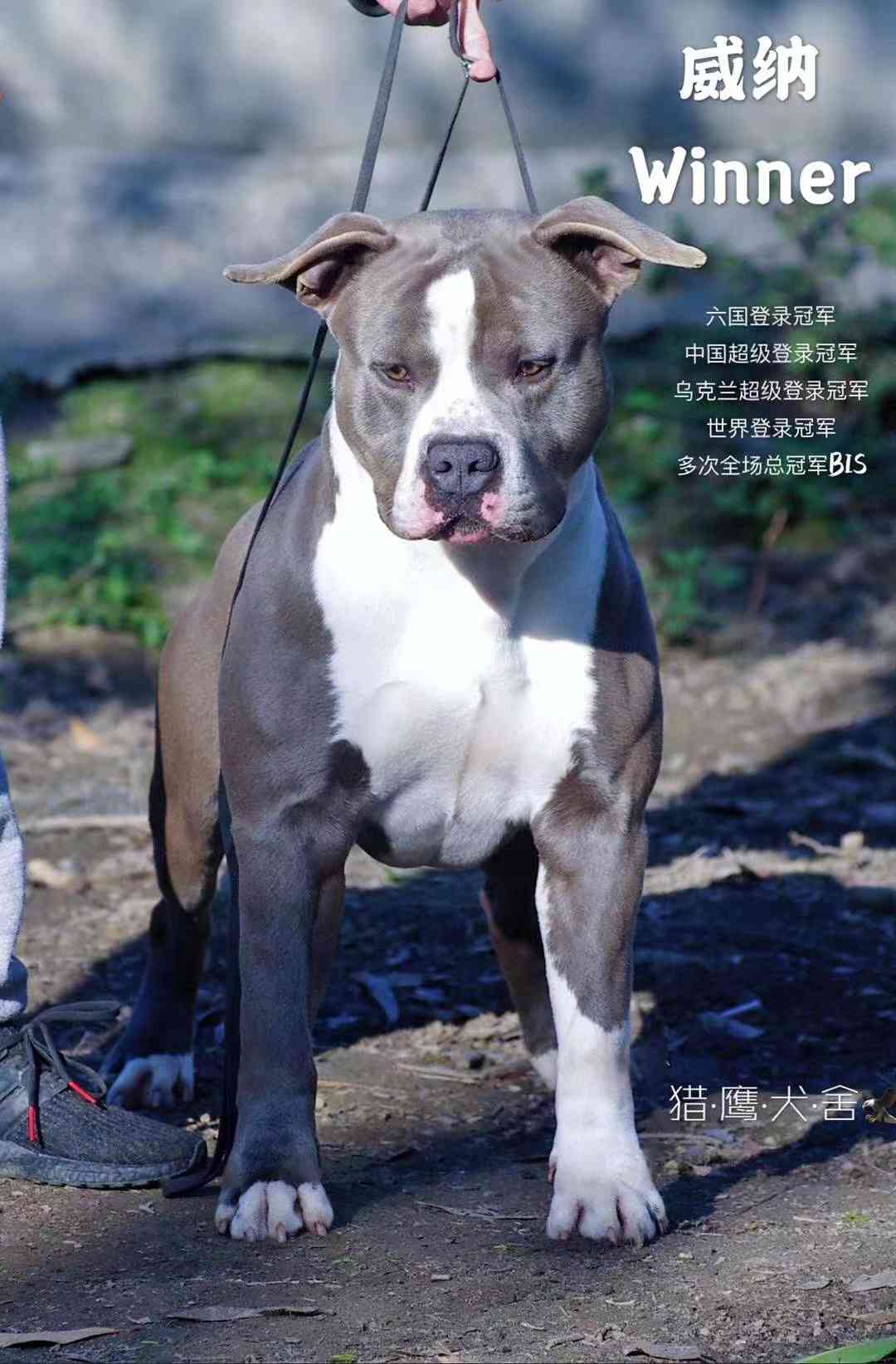 精品双血斯塔福幼犬