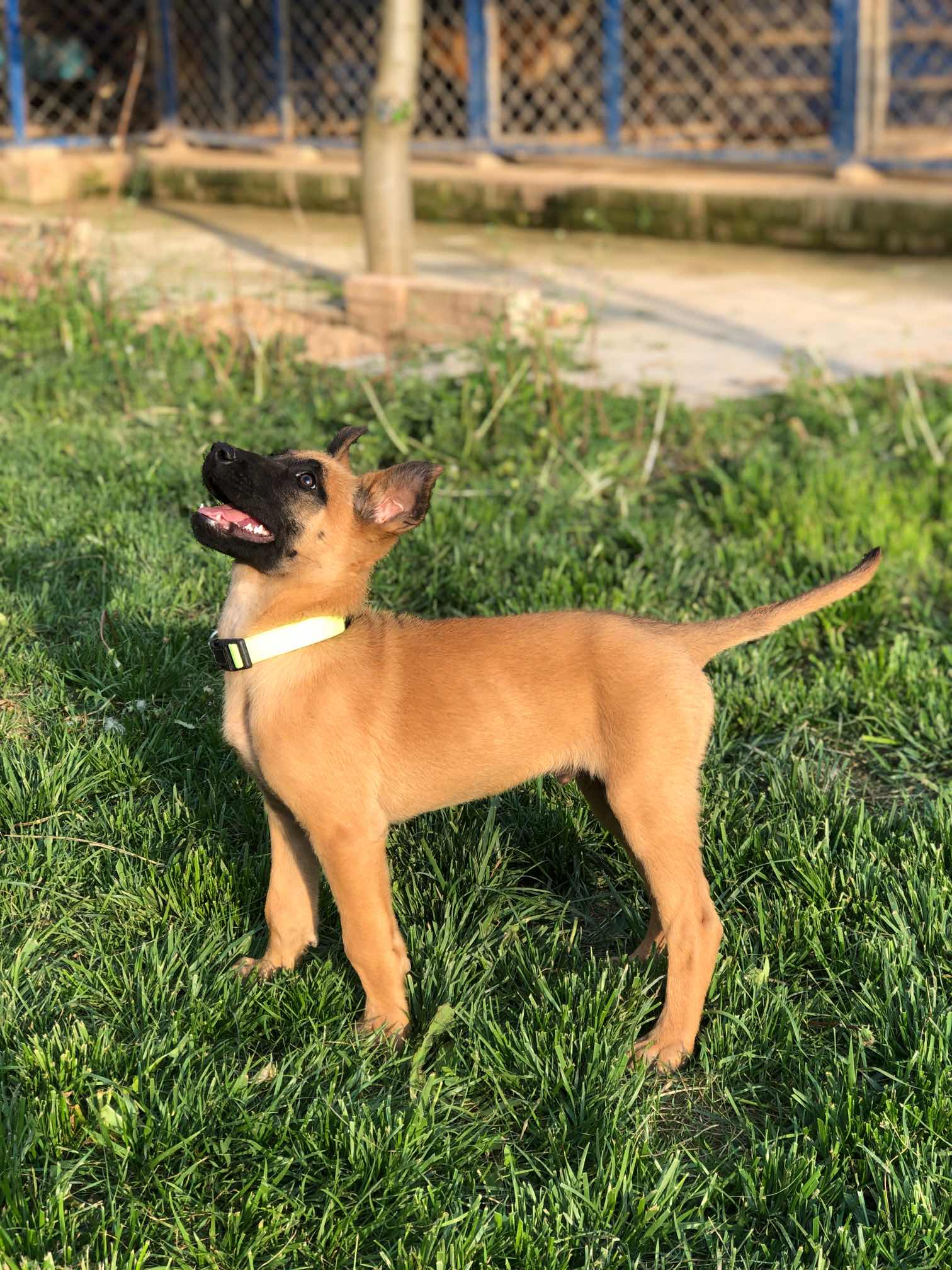 贴身短毛ckumc芯片豹威孙代