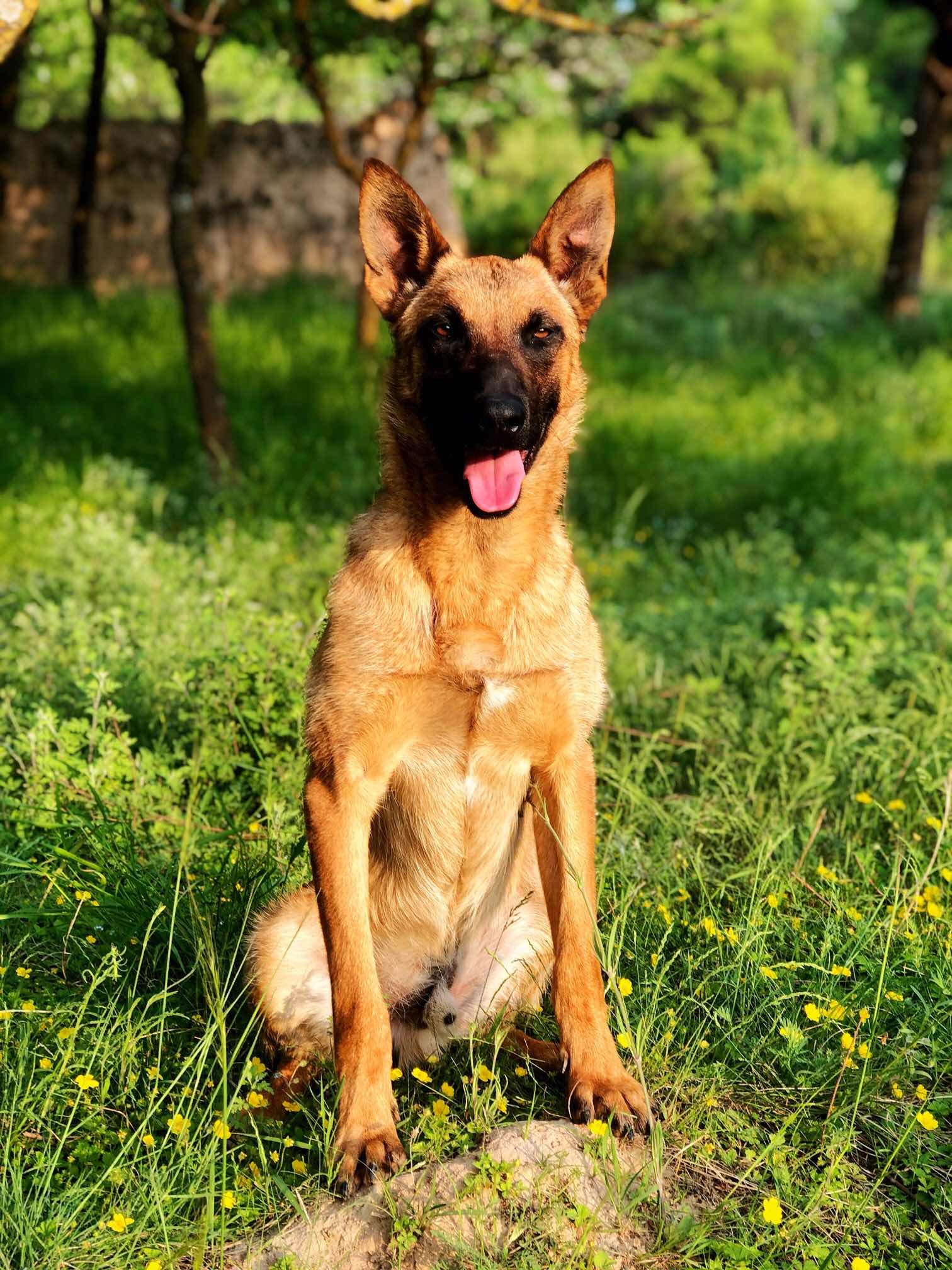 破军孙代,大体黄马特价出售