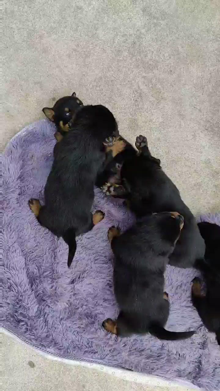 黑皮的后代满月了 - 罗威纳 - 猛犬俱乐部-中国具有影响力的猛犬网站