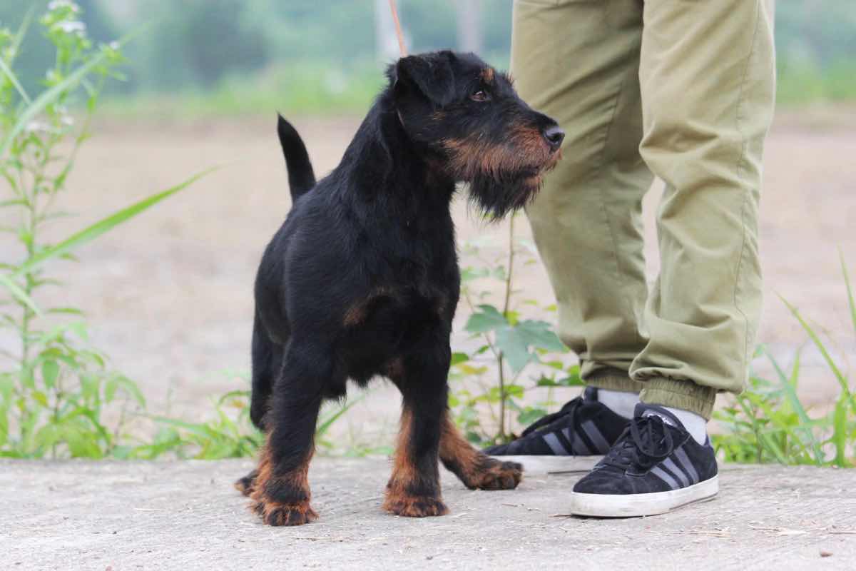 歐洲引進 -布科瓦 - 綜合梗犬 - 猛犬俱樂部-中國具有影響力的猛犬