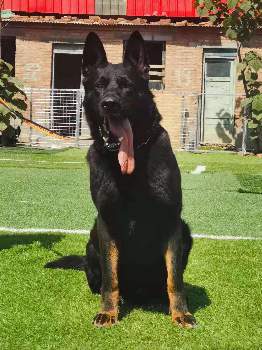 喜欢高品质东德牧羊犬的朋友看过来