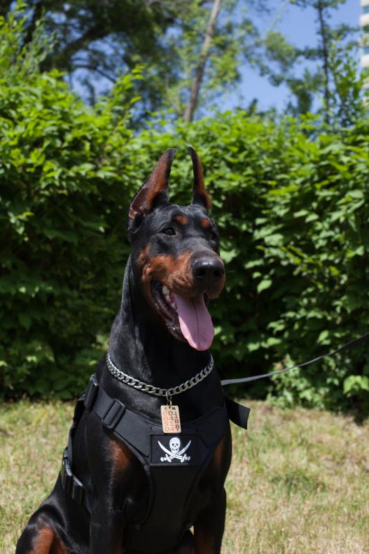 杜宾犬高清照片欣赏