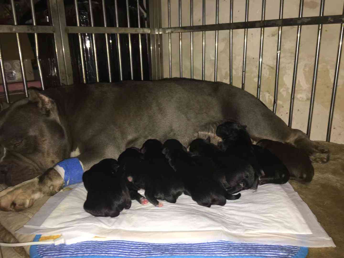 恶霸和拉布拉多串 - 恶霸犬 - 猛犬俱乐部-中国具有