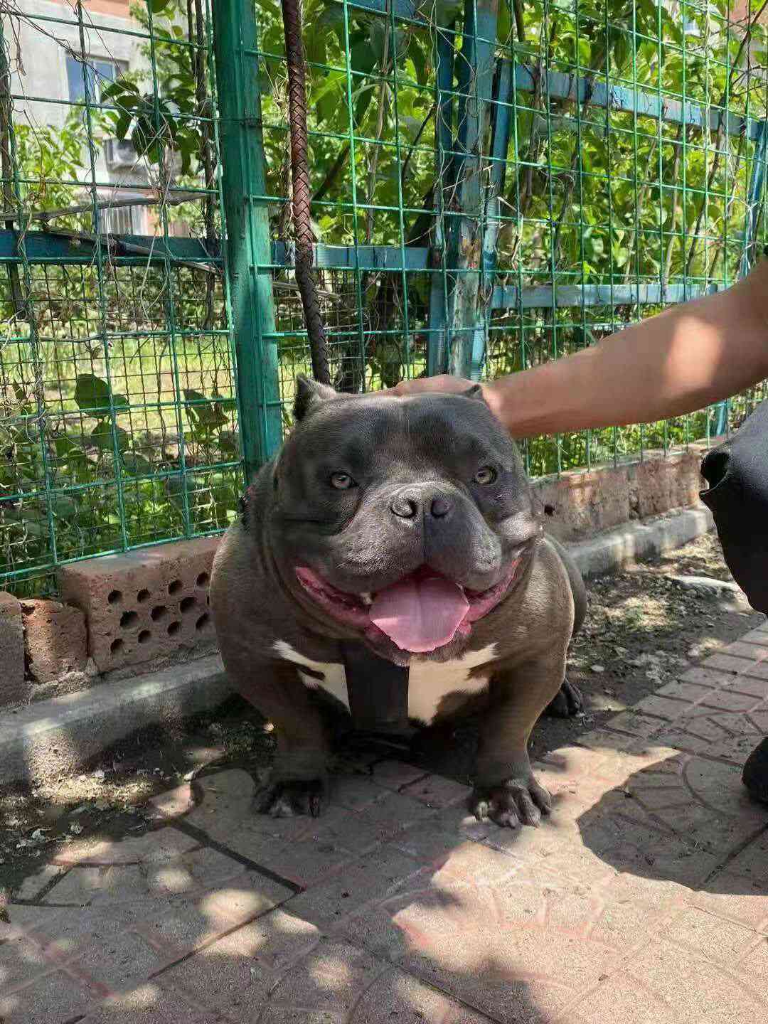 恶霸犬交易 - 猛犬俱乐部-中国具有影响力的猛犬网站 - powered by