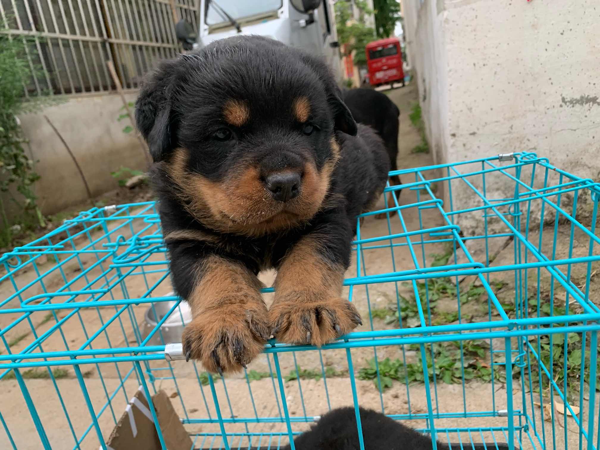 刚满月的小罗,有点婴儿肥 - 罗威纳 - 猛犬俱乐部-中国具有影响力的