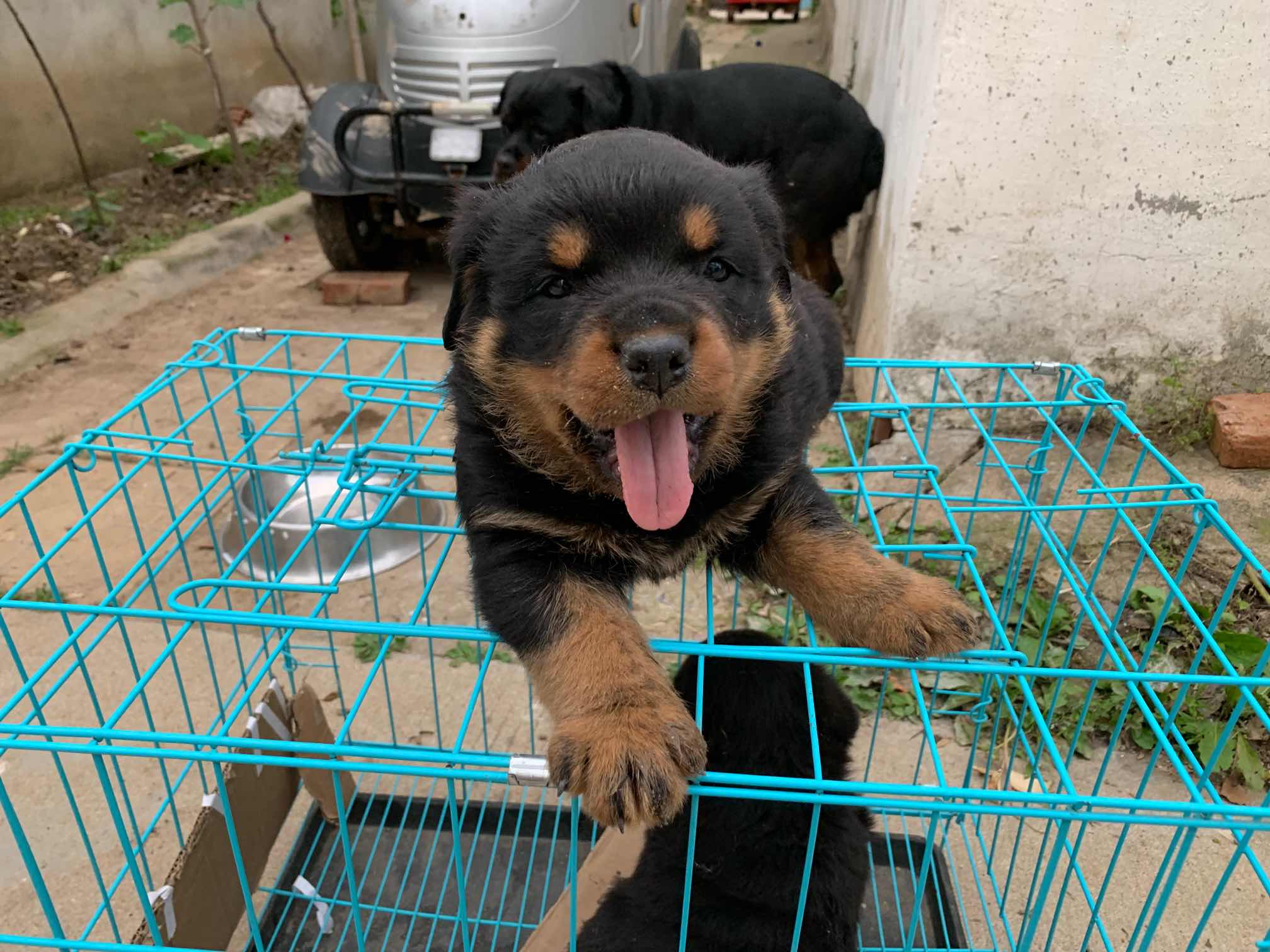 刚满月的小罗,有点婴儿肥 - 罗威纳 - 猛犬俱乐部-中国具有影响力的