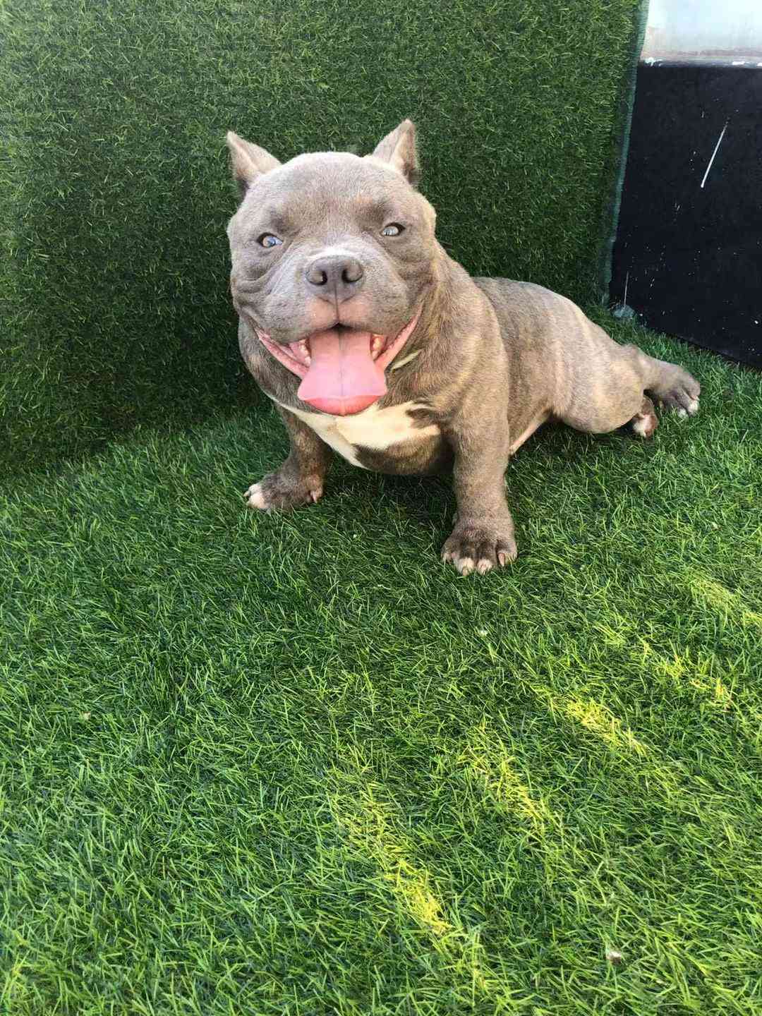 恶霸犬 - 猛犬俱乐部-中国具有影响力的猛犬网