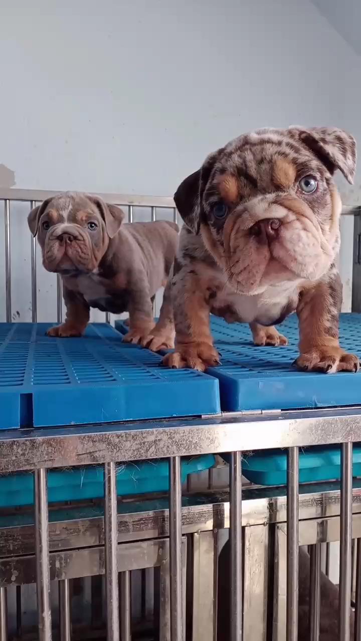 听说丁香恶霸很火卖丁香色丁香陨石英牛小公